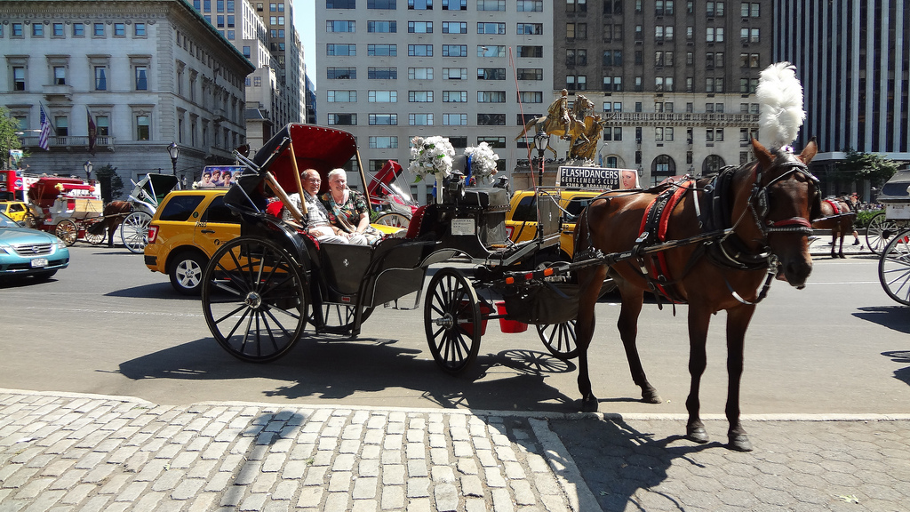 carriage-horse-collapsed-norman-new-york-3