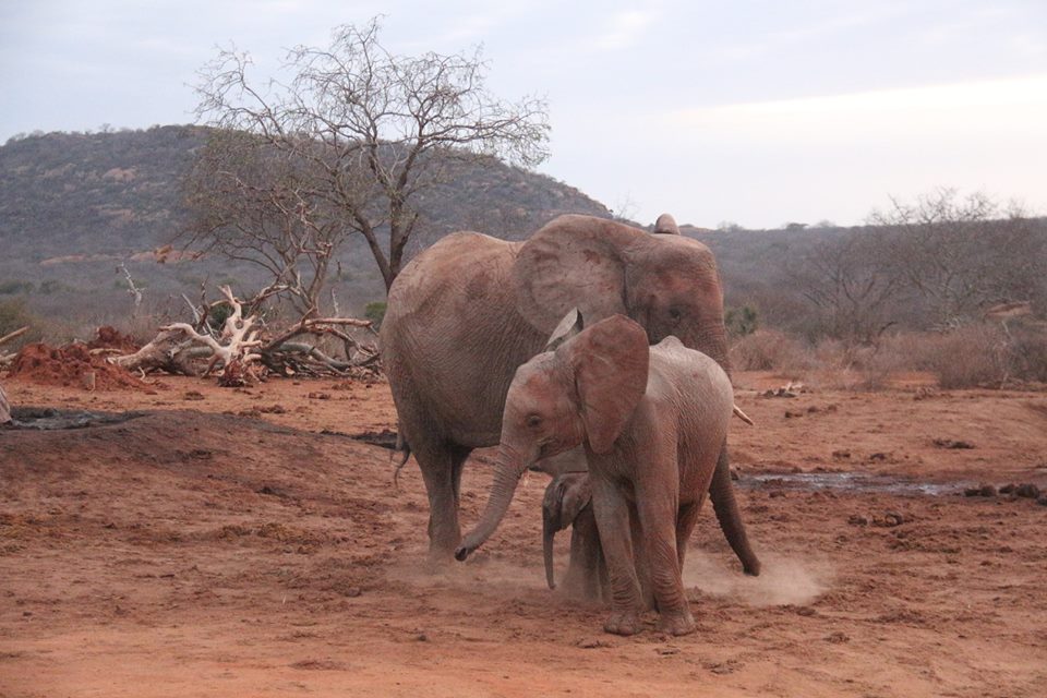 elephant-gawa-baby-5