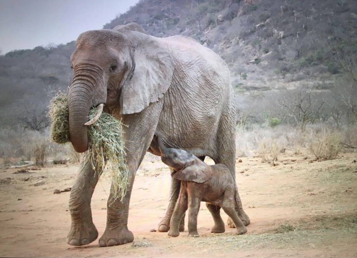 elephant-gawa-baby-6