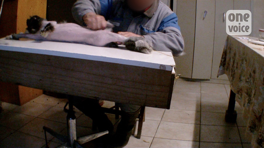 lapin-angora-once-voice-2