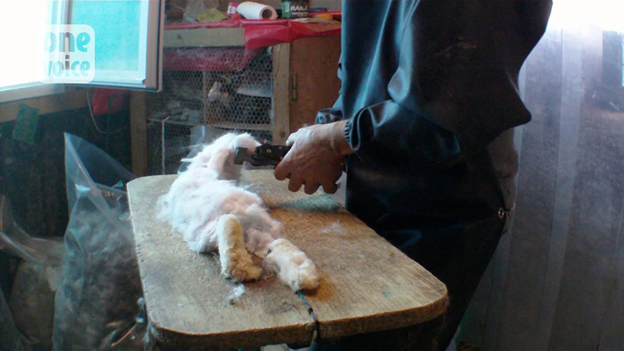 lapin-angora-once-voice-5