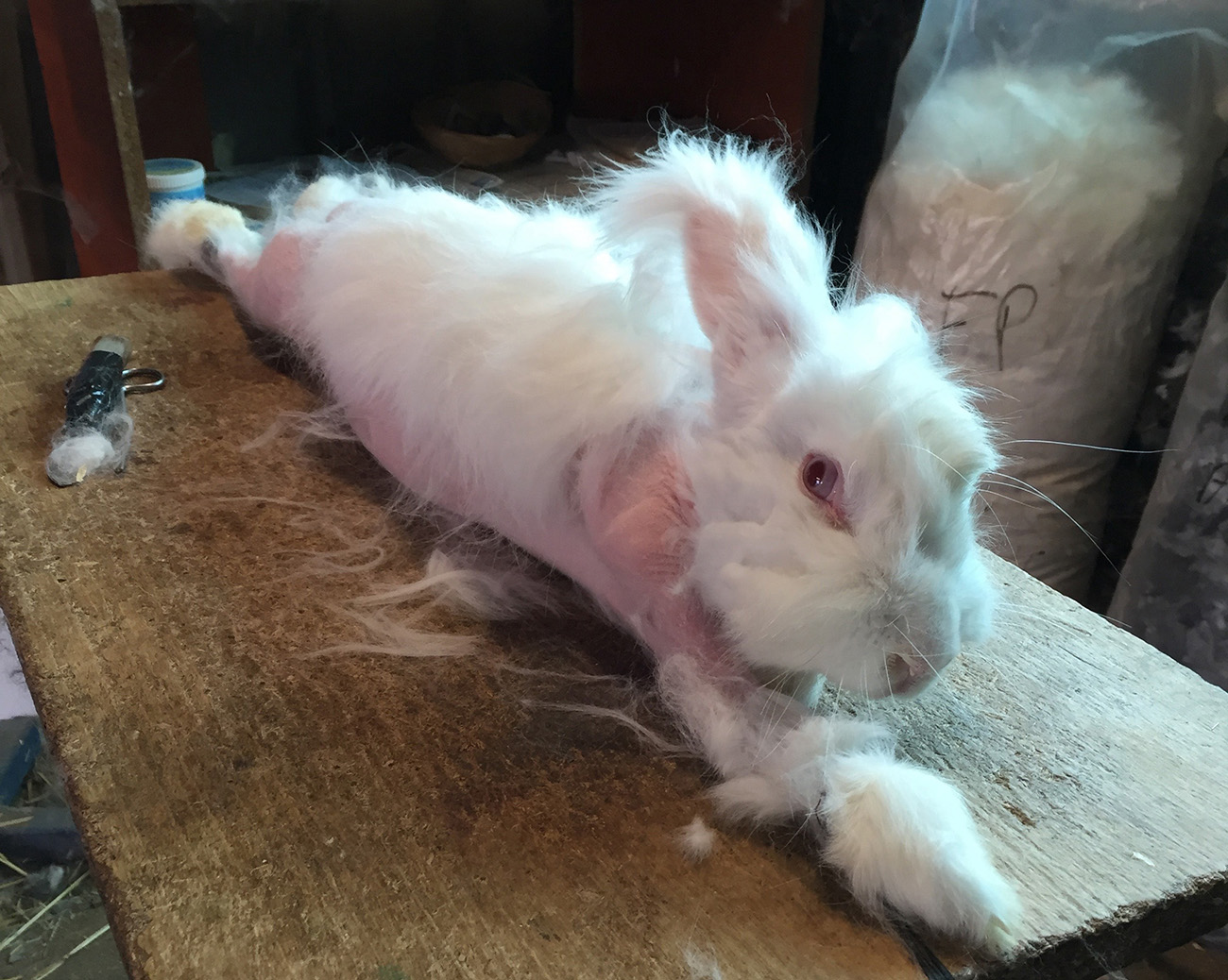 lapin-angora-once-voice-10