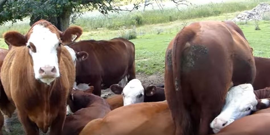 ferme-animaux-sanctuaire-4