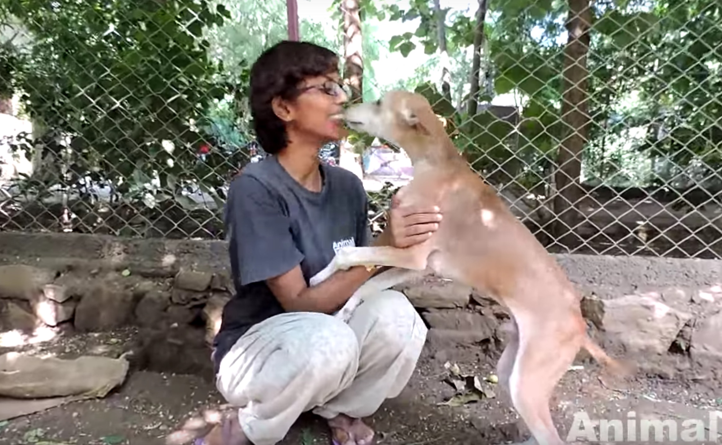 chien-animal-aid-unlimited-mouches-7