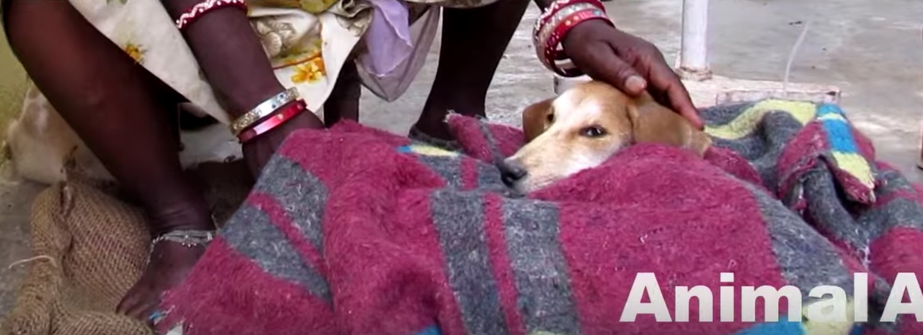 chien-animal-aid-unlimited-mouches-11