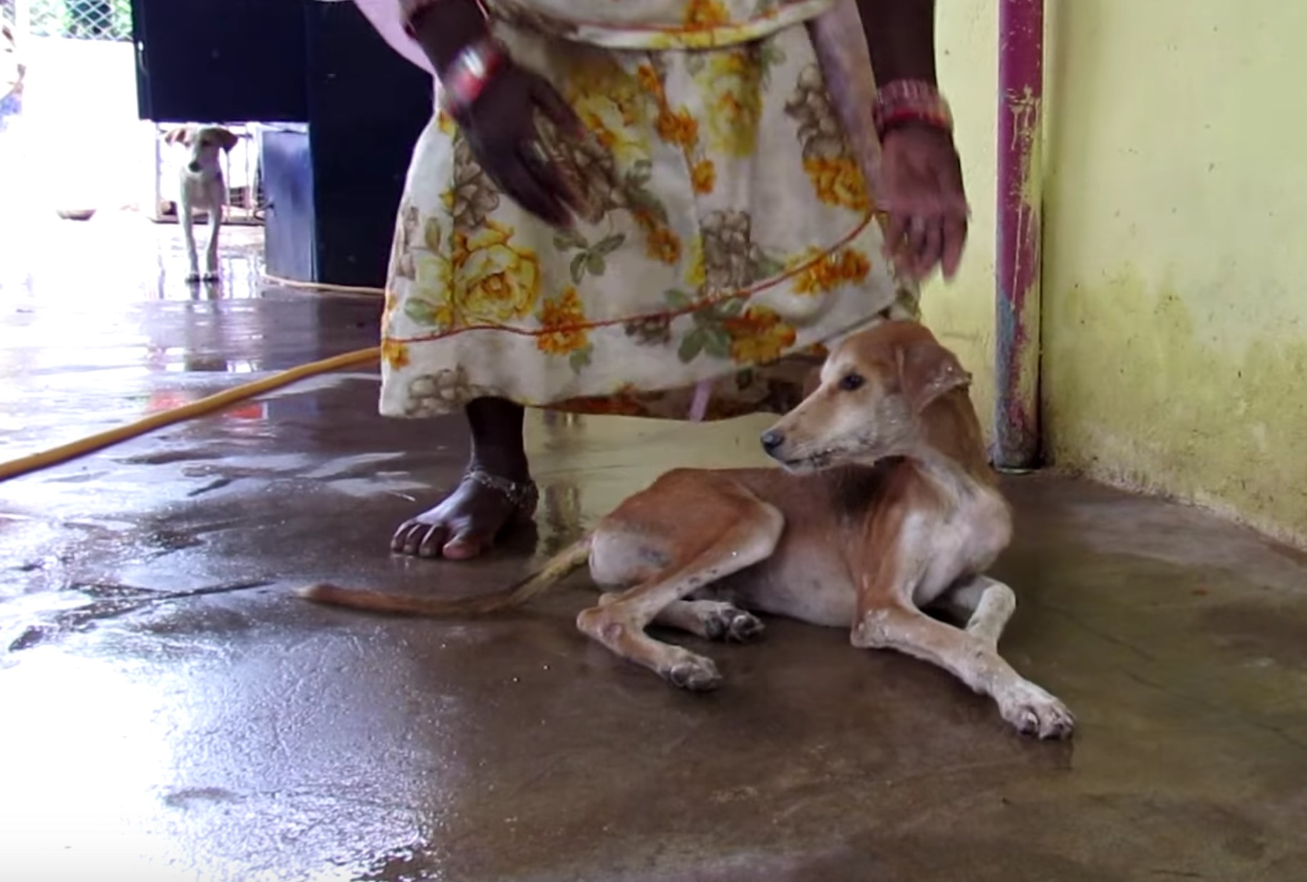 chien-animal-aid-unlimited-mouches-19