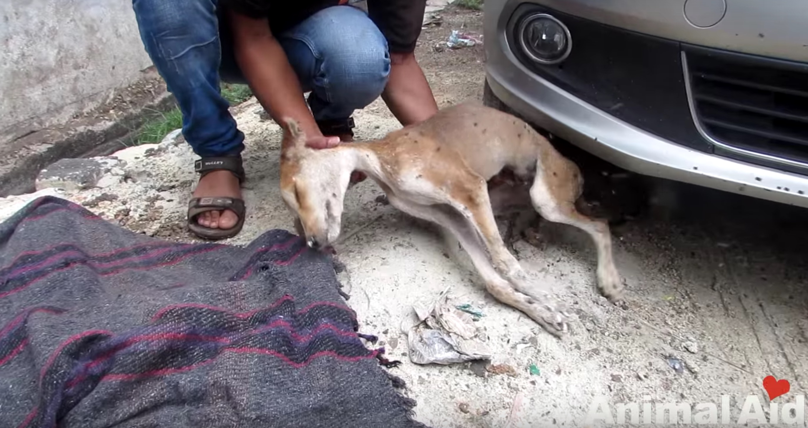 chien-animal-aid-unlimited-mouches-3