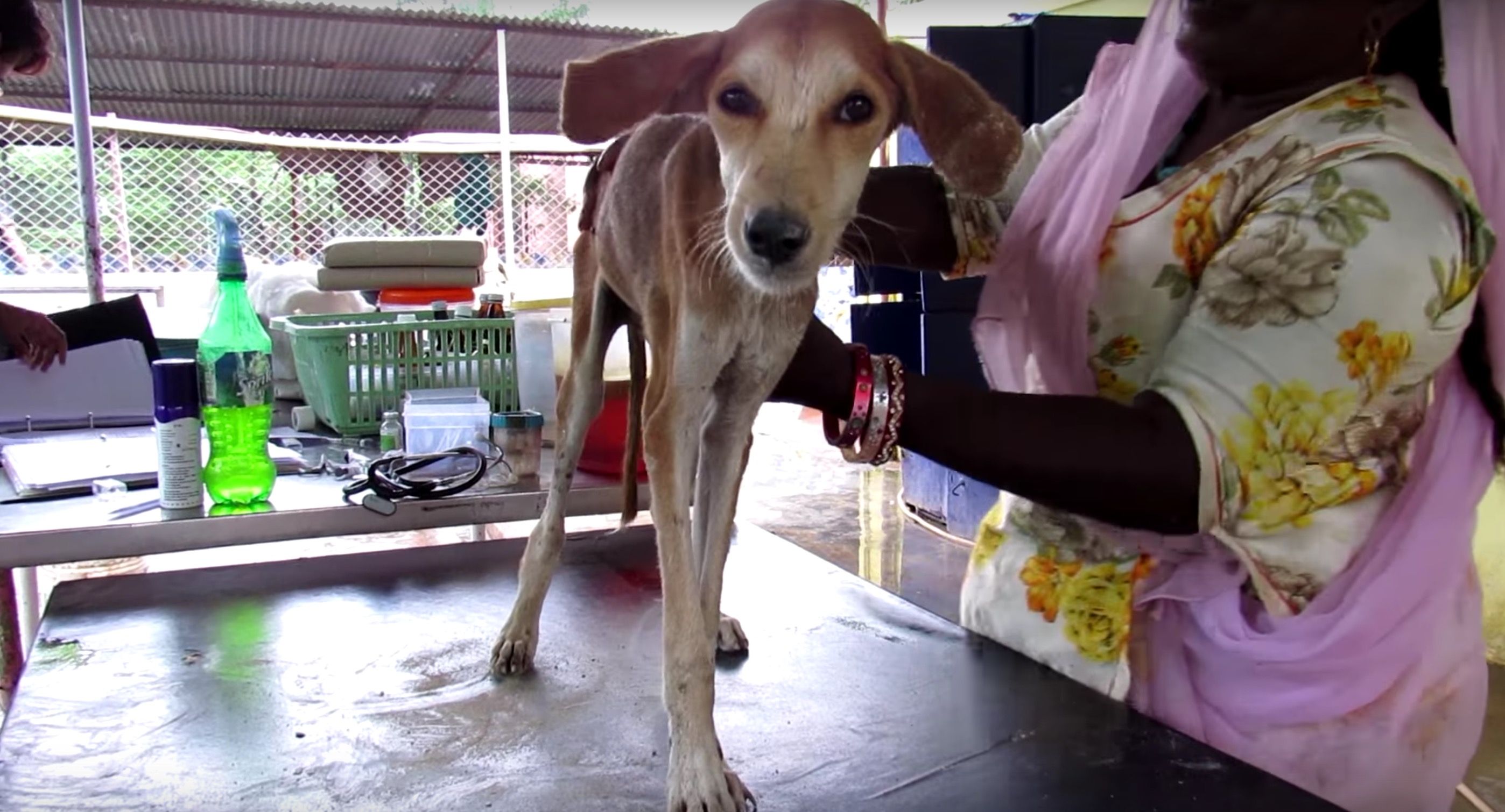 chien-animal-aid-unlimited-mouches-4