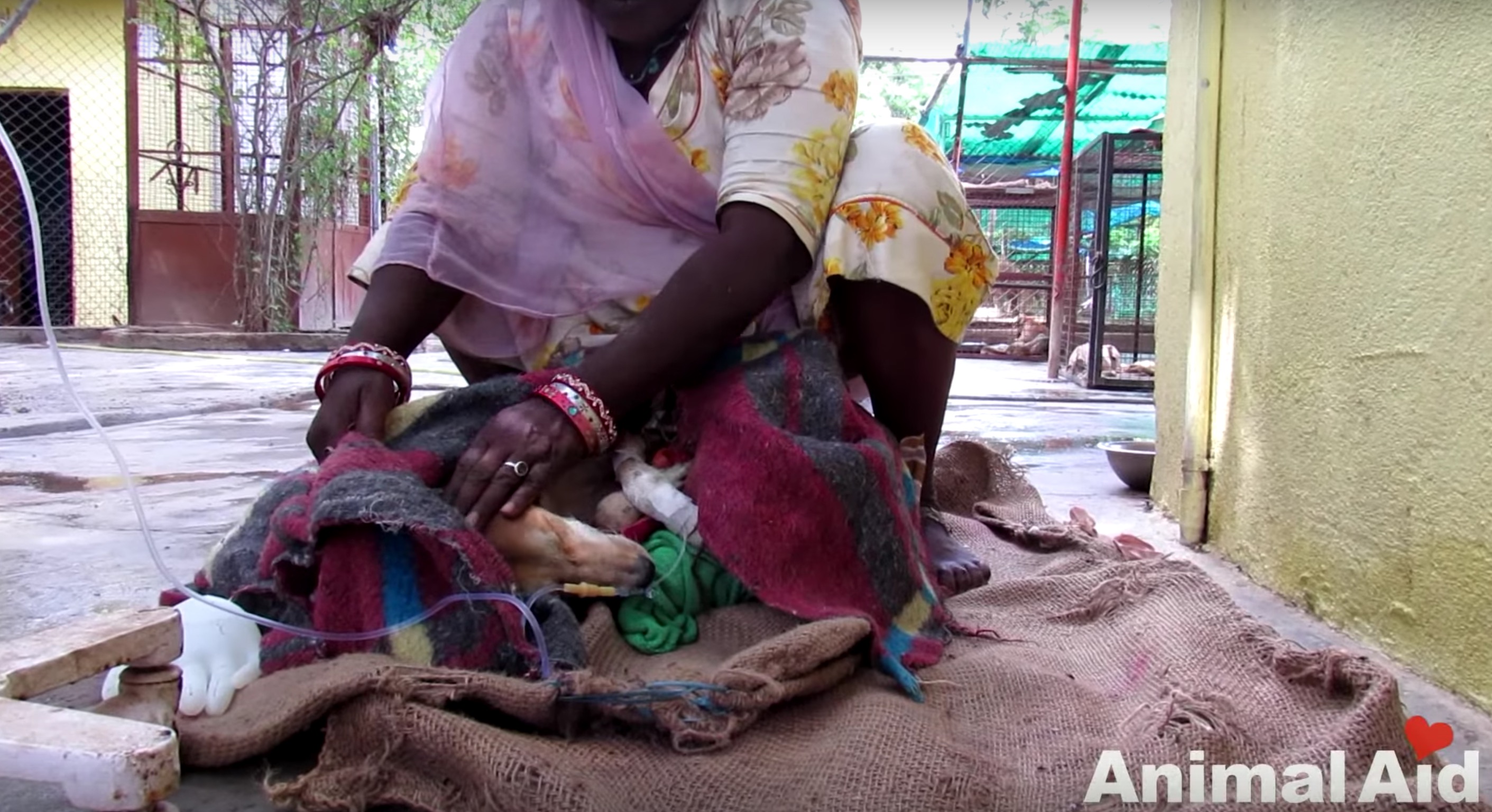 chien-animal-aid-unlimited-mouches-5