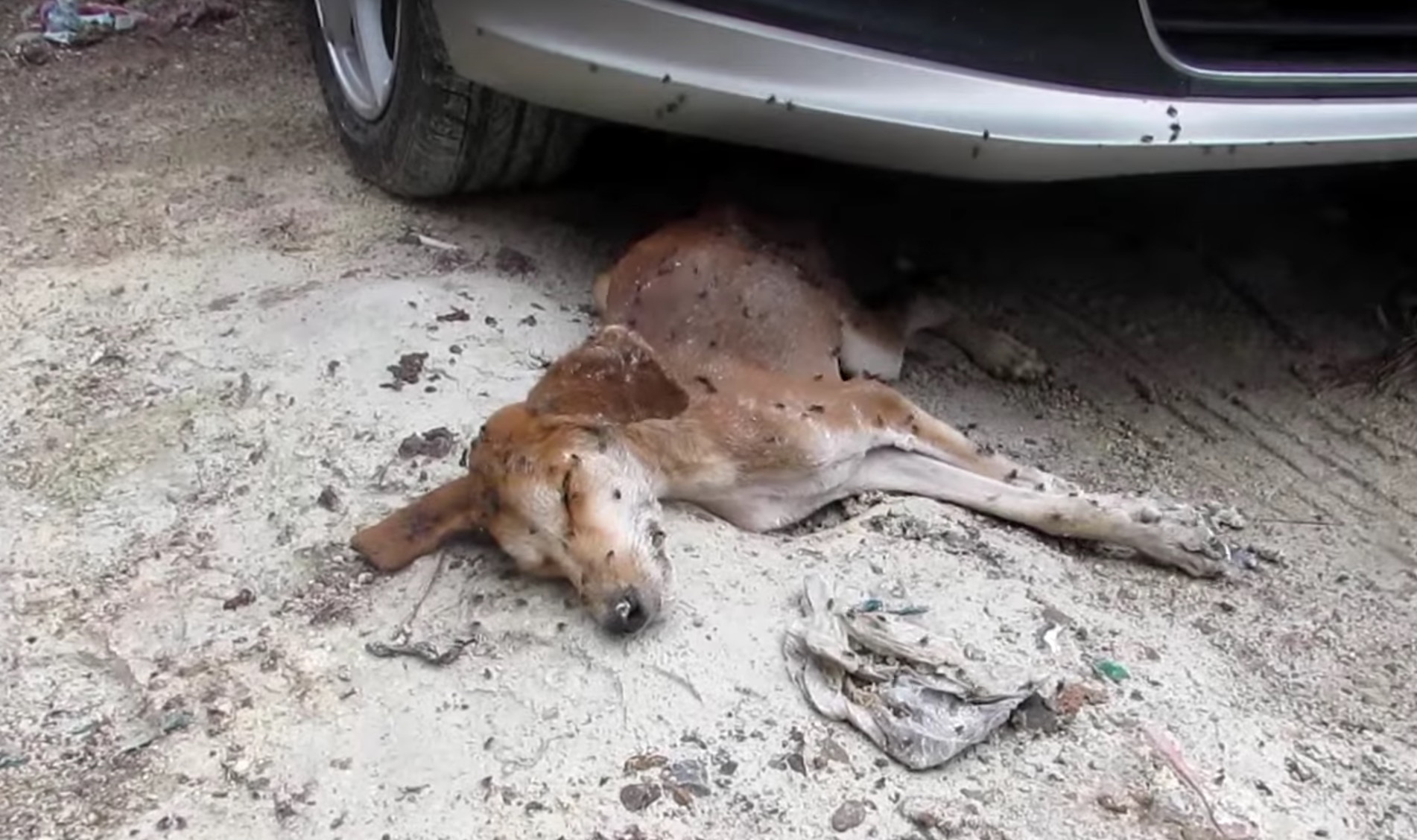 chien-animal-aid-unlimited-mouches-9