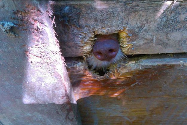 150-chiens-sequestres-1