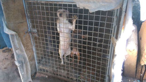 150-chiens-sequestres-2