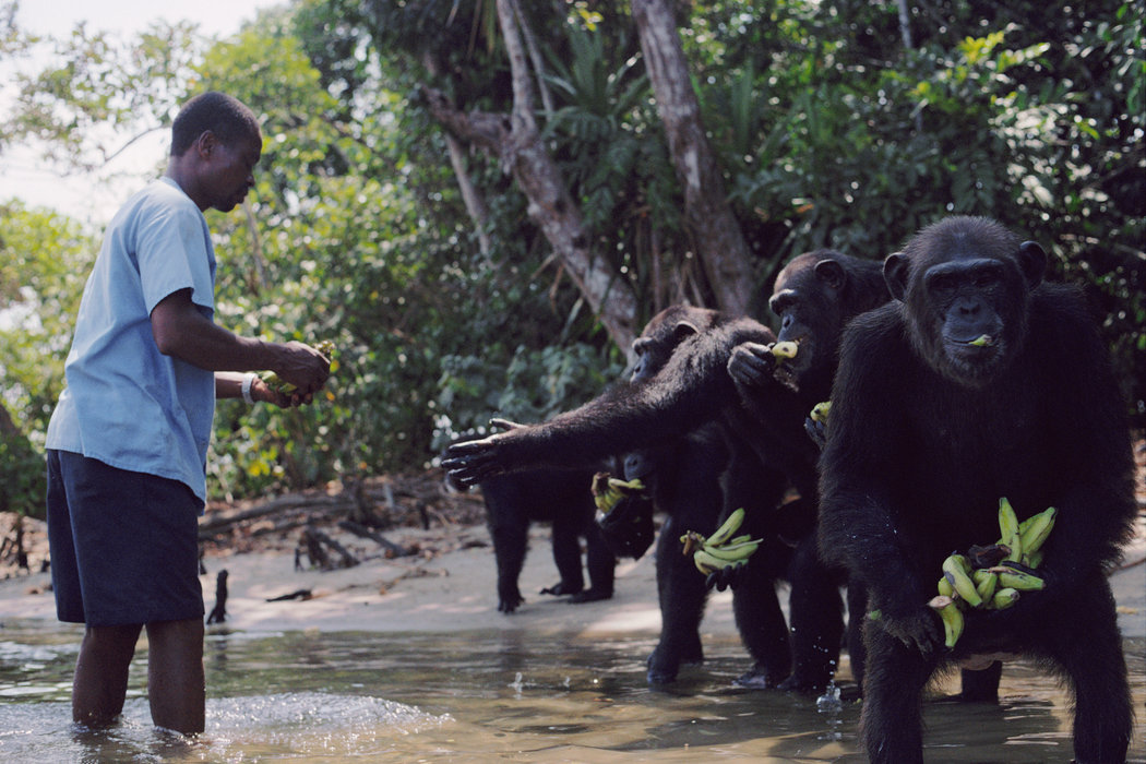chienne-chimpanzes-famille-4