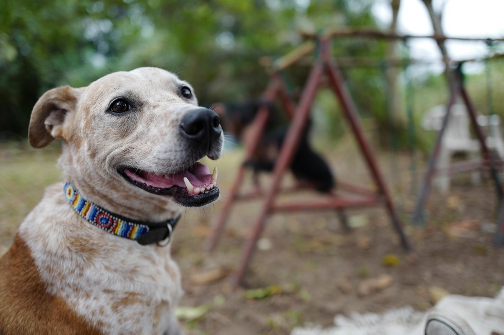 chienne-chimpanzes-famille-2