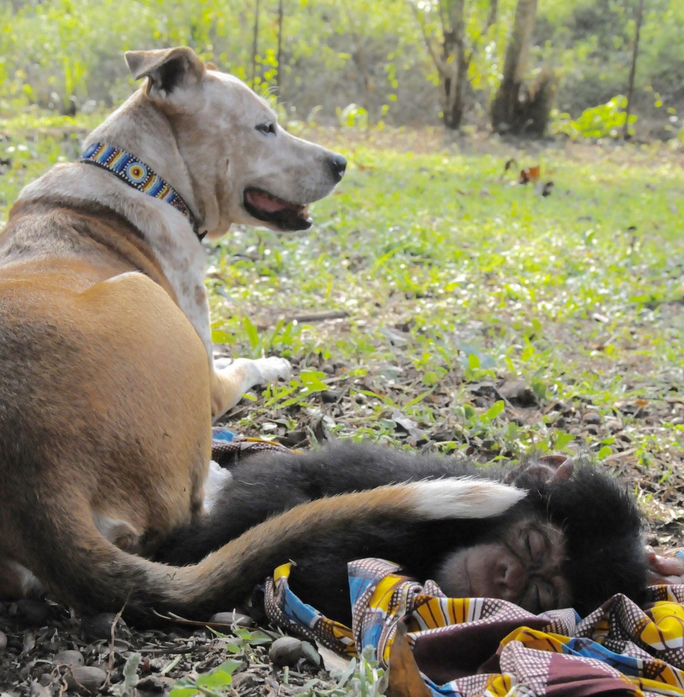 chienne-chimpanzes-famille-6