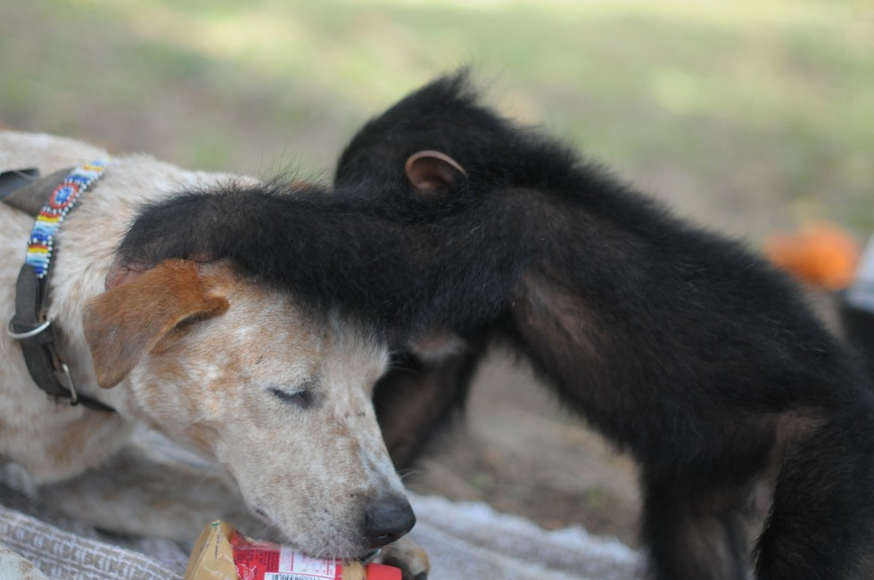 chienne-chimpanzes-famille-5