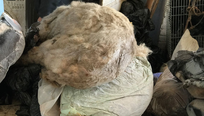 171-cadavres-animaux-2