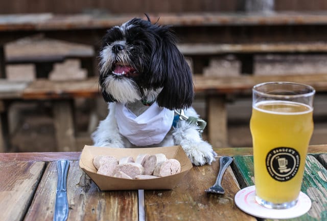 10-restaurants-where-dogs-are-served-steak-beer-and-ice-cream