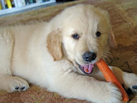 puppy-eating-carrot