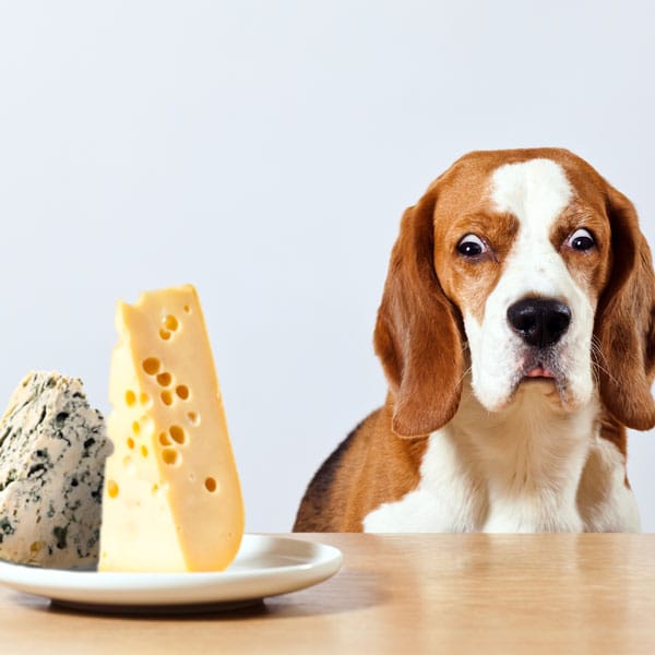 can-dogs-eat-cheese