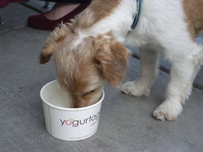 dog-yogurt
