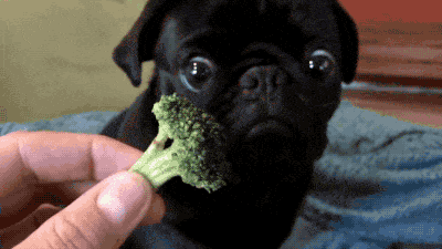 pug-broccoli