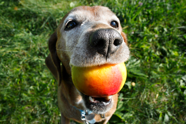 dog-apple
