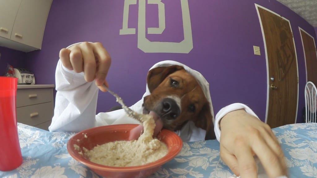 Dog-eating-oatmeal1