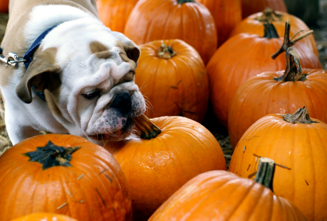 dog-pumpkin