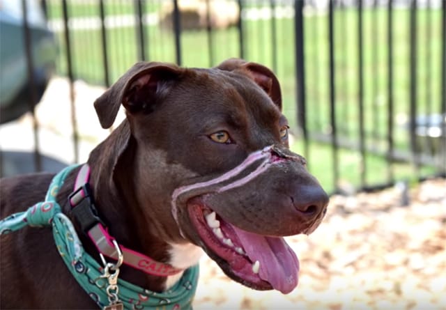 Caitlyn-Dogs-Best-Day