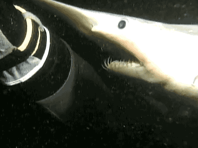 goblin-shark