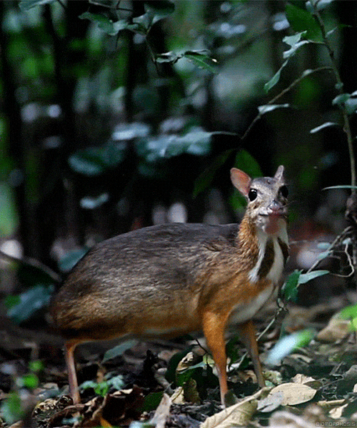 chevrotain
