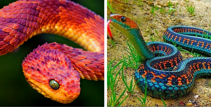 Bush-viper
