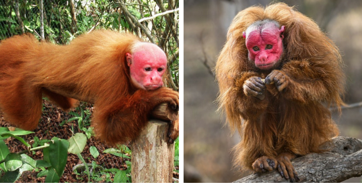 bald-uakari