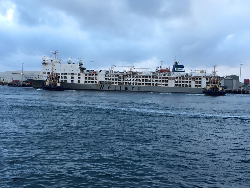 transport-animaux-vivants-2