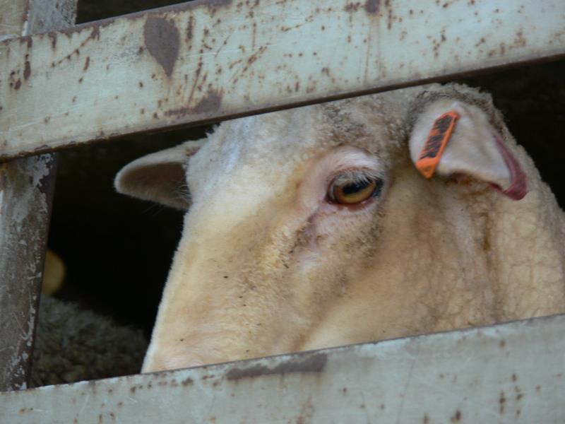 transport-animaux-vivants-1