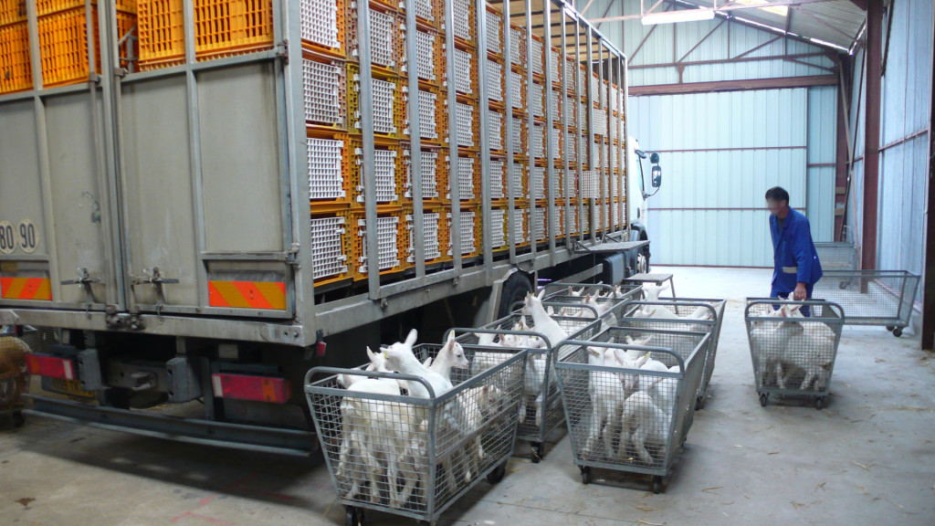 transport-animaux-vivants-9