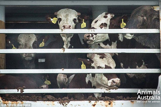 transport-animaux-vivants-7