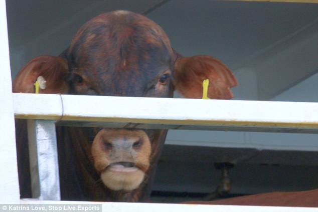 transport-animaux-vivants-5