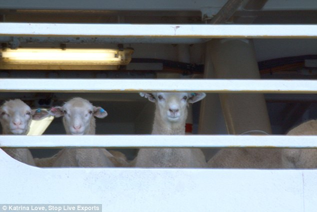 transport-animaux-vivants-6