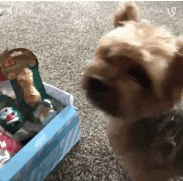 happybox-gif-1