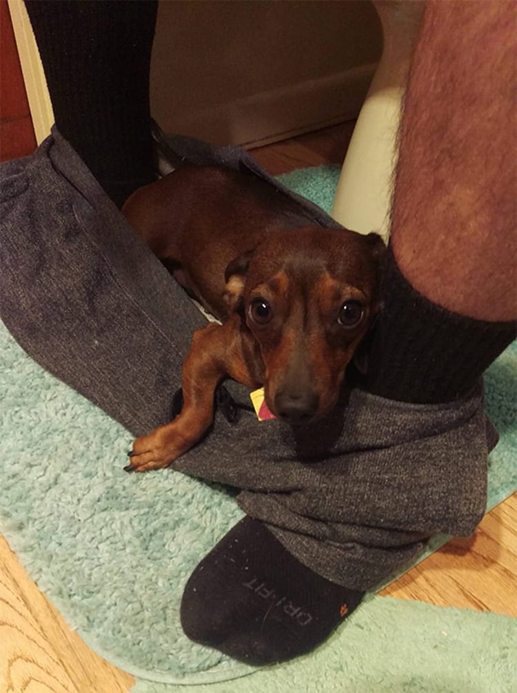 funny-dogs-no-respect-personal-space-18