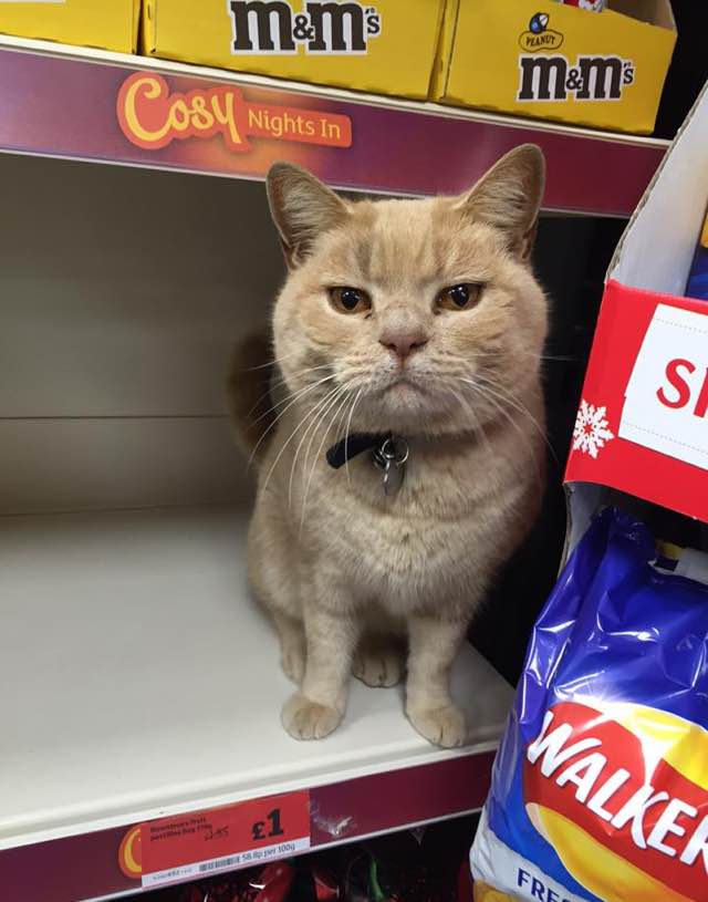 supermarket-cat-1