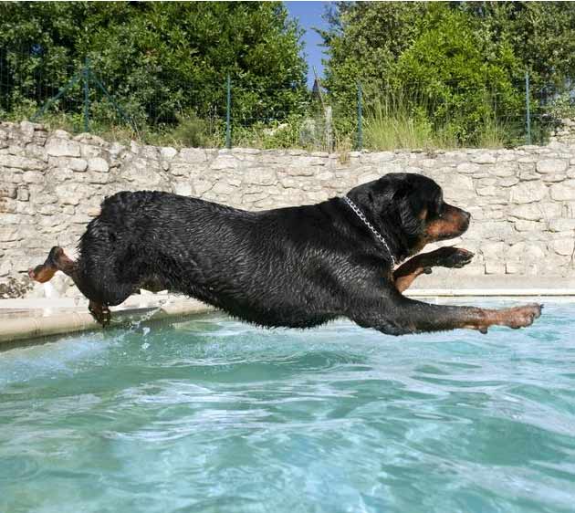 rottweiler nage