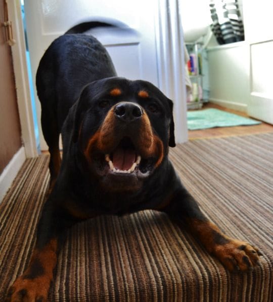 Rottweiler jeu