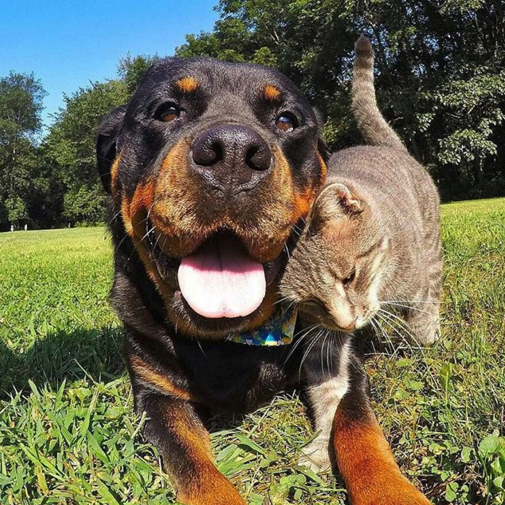 rottweiler et chat