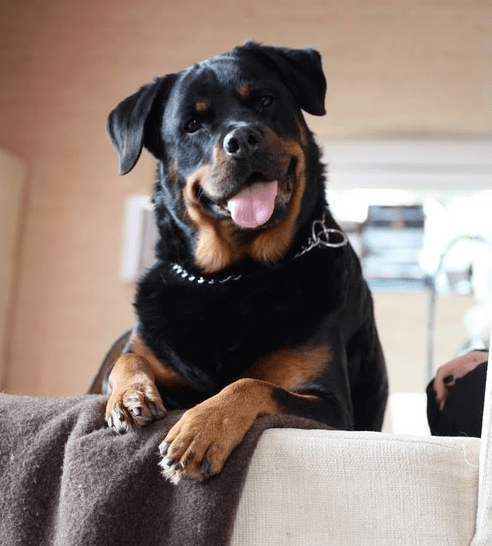 jouet rottweiler