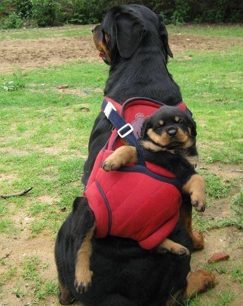 rotweiler chiot