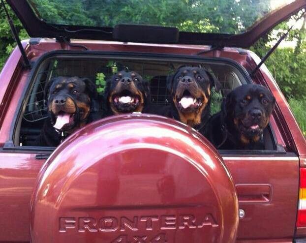 rottweiler voyage