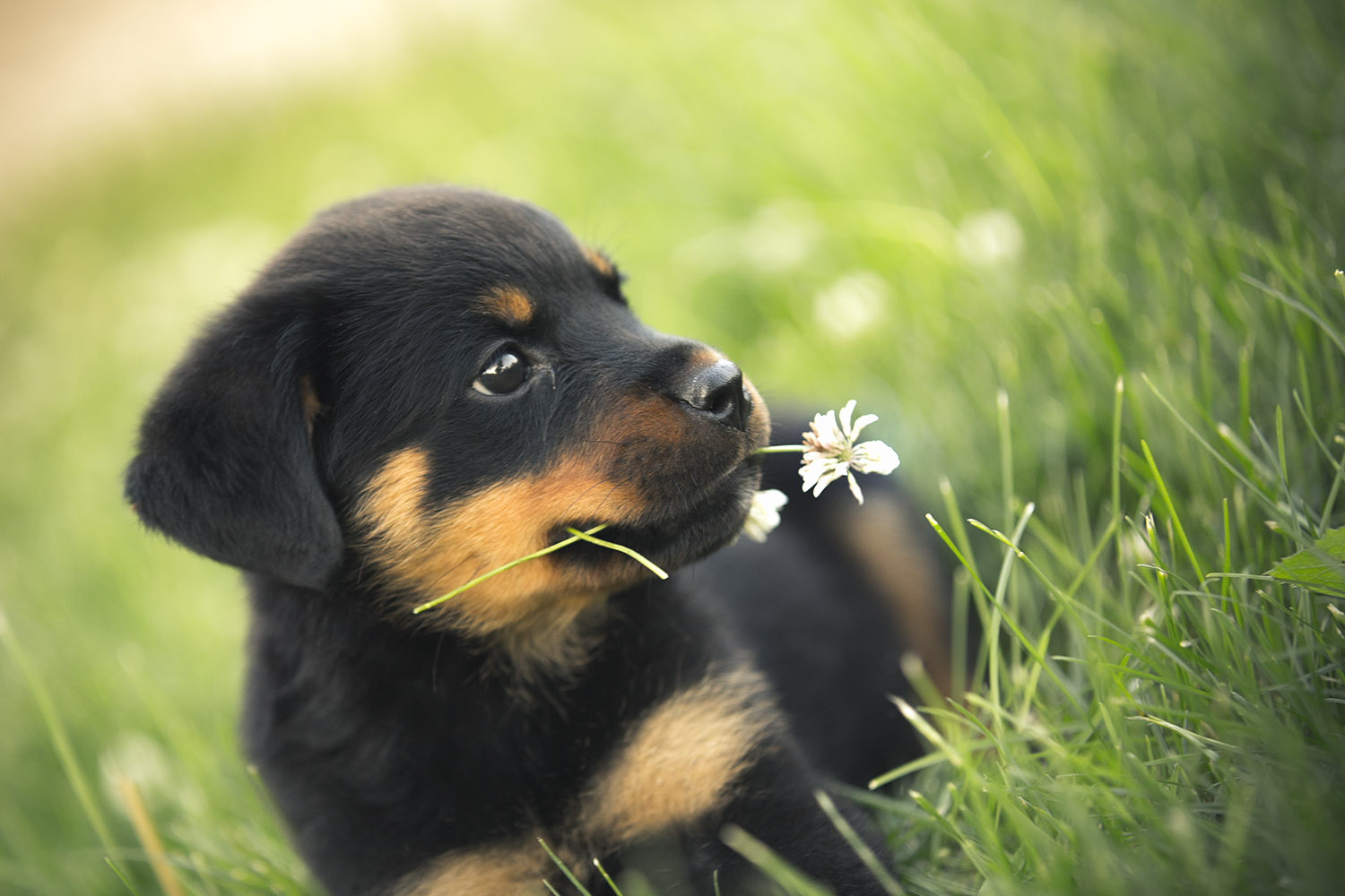 Rottweiler bébé